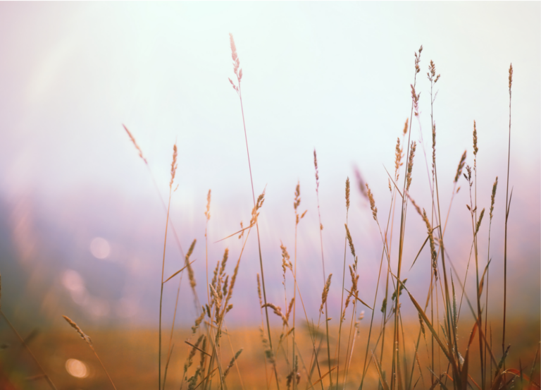 Lee más sobre el artículo El Poder del Silencio